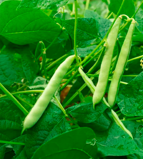 Bean Production