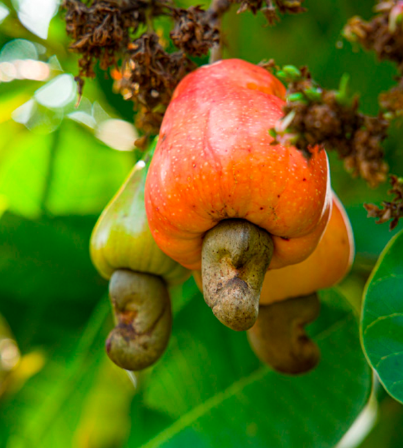 Cashew Production