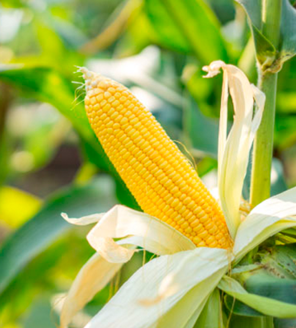 Corn Production