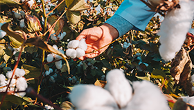Cotton Production