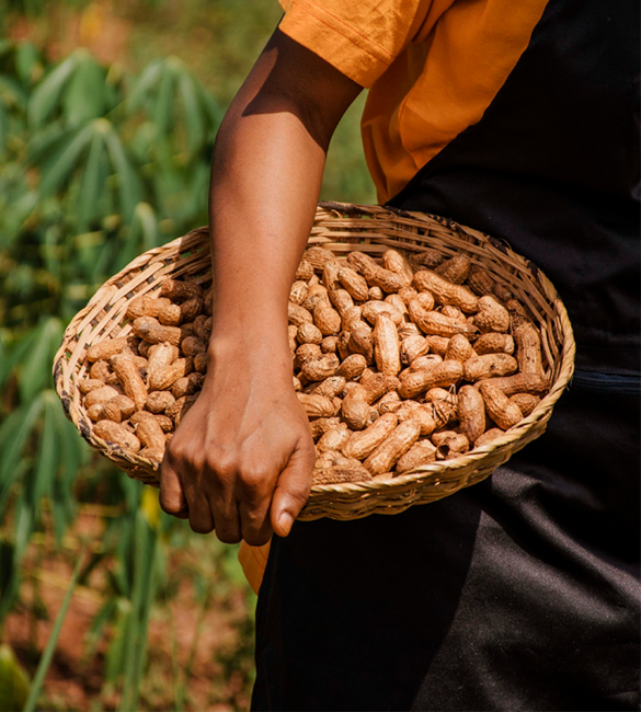Peanut Production