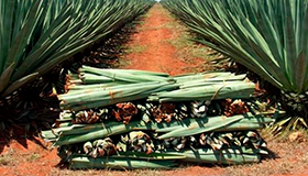 Sisal Production